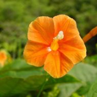 Ипомея Оранж глори 0,25 г