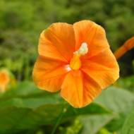 Ипомея Оранж глори 0,25 г