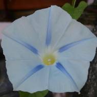 Ипомея Персидская звезда за 1 г