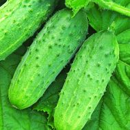 Огурец Капелька за 1 г