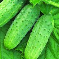 Огурец Капелька за 1 г
