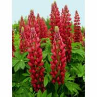 Люпин Красное пламя за 0,5 г