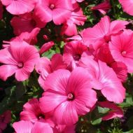 Лаватера Рожева за 0,2 г