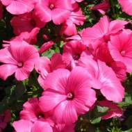 Лаватера Рожева за 0,2 г