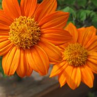 Титонія круглолиста (мексиканський соняшник) за 0,2 г