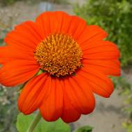 Титония круглолистая (мексиканский подсолнечник) за 0,2 г