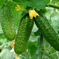 Огірок Жених F1 за 10 нас.