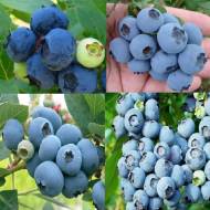 Комплект 4 саженцев голубики