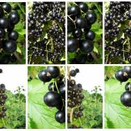 Комплект из 8 саженцев смородин разных сортов