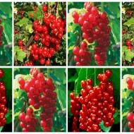 Комплект из 8 красных смородин разных сортов