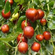 Саженец зизифус