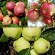 Комплект трех саженцев яблонь разных сортов