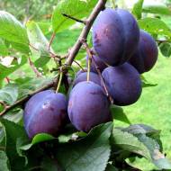 Саджанець Слива Богатирська