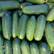 Огірок Гермес F1 за 0,5 г