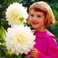 Жоржина White Perfection (декоративна)