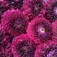 Жоржина декоративна Blue Bird