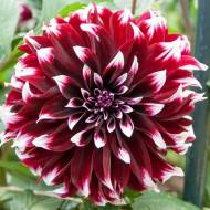 Георгина декоративная Contraste