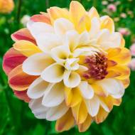 Жоржина декоративна Double Jill