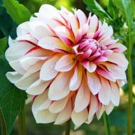 Жоржина декоративна Caribbean Fantasy