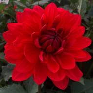 Жоржина декоративна Garden Wonder