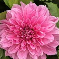 Георгина Декоративная Lavender Perfection