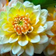 Жоржина Seattle (декоративна)