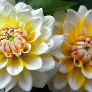 Георгина Seattle (декоративная)