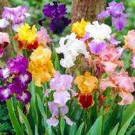 Мікс 9 голландських ірисів
