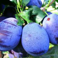 Саженец Слива Чачакская ранняя (тип венгерка)