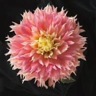 Жоржина Фубукі Myrtl Folly (оленячі роги)