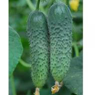 Огірок Амур F1 (Голландія)