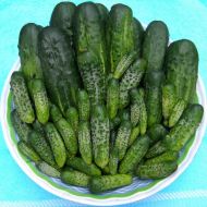 Огірок Дарунок осені