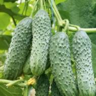 Огірок Виноградна лоза за 0,5 г