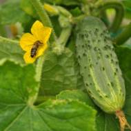 Огірок Братець Іванушка F1 за 0,25 г