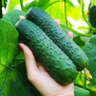 Огірок Левіна F1 за 0,25 г