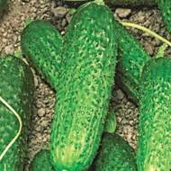 Огірок Любимчик за 1 г