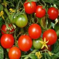 Томат Колхозный урожайный за 0,25 г