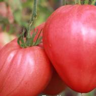 Томат Полуничне дерево за 0,1 г