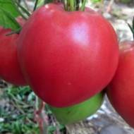 Томат Клубничное дерево за 0,1 г