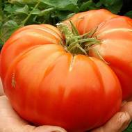 Томат Великий Зак за 0,1 г