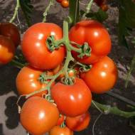 Томат Татьяна за 0,1 г