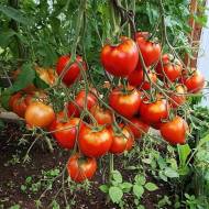 Томат Татьяна за 0,1 г