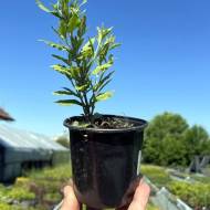 Саженец перовскии Little Spire в контейнере