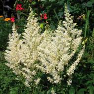 Астильба Brautschleier