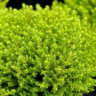 Саженец Хебе в контейнере