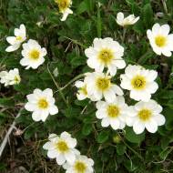 Саженец дриады в контейнере