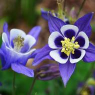 Аквилегия McKana Hybrid за шт.