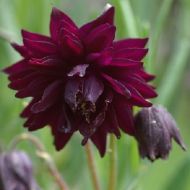 Саженец махровой аквилегии Black Barlow в контейнере