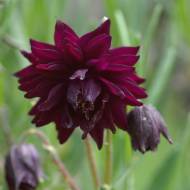 Аквилегия махровая Black Barlow за шт.