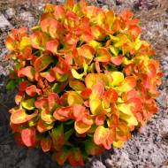 Саженец барбариса Анна в контейнере